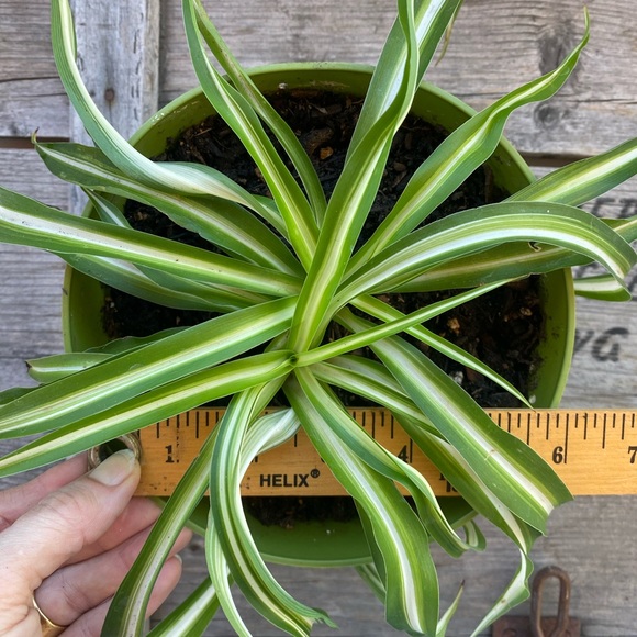 Bonnie Curly Spider Plant - Picture 2 of 3